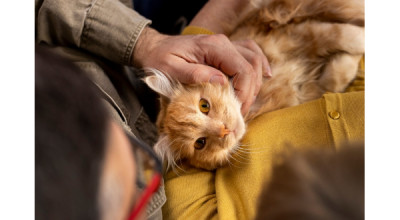 Cuidar de Perros y Gatos Reduce el Estrés en un Tercio de los Españoles